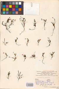 Harrimanella hypnoides (L.) Coville, Siberia, Western Siberia (S1) (Russia)