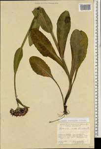 Tephroseris integrifolia subsp. caucasigena (Schischk.) Greuter, Caucasus, North Ossetia, Ingushetia & Chechnya (K1c) (Russia)