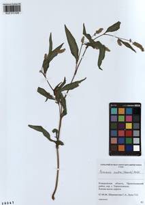 Persicaria lapathifolia subsp. pallida (With.) S. Ekman & Knutsson, Siberia, Altai & Sayany Mountains (S2) (Russia)
