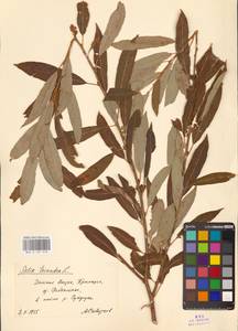 Salix triandra L., Siberia, Russian Far East (S6) (Russia)