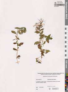 Epilobium hornemannii Rchb., Siberia, Chukotka & Kamchatka (S7) (Russia)