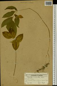 Polygonatum involucratum (Franch. & Sav.) Maxim., Siberia, Russian Far East (S6) (Russia)