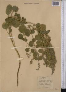 Cullen drupaceum (Bunge)C.H.Stirt., Middle Asia, Pamir & Pamiro-Alai (M2) (Kyrgyzstan)