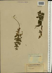 Teucrium scordium L., Eastern Europe, Rostov Oblast (E12a) (Russia)