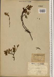 Vaccinium uliginosum L., Eastern Europe, Northern region (E1) (Russia)