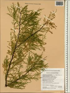 Tamarix smyrnensis Bunge, South Asia, South Asia (Asia outside ex-Soviet states and Mongolia) (ASIA) (Cyprus)