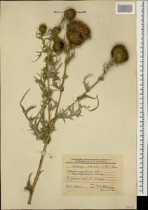 Cirsium ciliatum subsp. szovitsii (K. Koch) Petr., Caucasus, Stavropol Krai, Karachay-Cherkessia & Kabardino-Balkaria (K1b) (Russia)