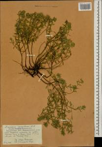 Ziziphora clinopodioides subsp. clinopodioides, Caucasus, Dagestan (K2) (Russia)