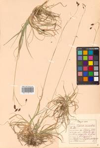 Carex fuliginosa Schkuhr, Siberia, Russian Far East (S6) (Russia)