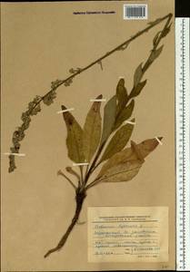 Verbascum lychnitis L., Eastern Europe, Lower Volga region (E9) (Russia)