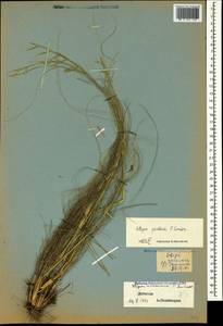 Stipa pontica P.A.Smirn., Caucasus, Dagestan (K2) (Russia)