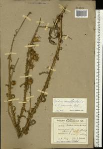 Carduus acanthoides L., Eastern Europe, South Ukrainian region (E12) (Ukraine)