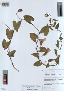 KUZ 003 453, Calystegia pellita subsp. pellita, Siberia, Altai & Sayany Mountains (S2) (Russia)