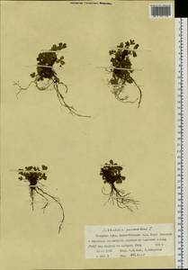 Sibbaldia procumbens L., Siberia, Western Siberia (S1) (Russia)