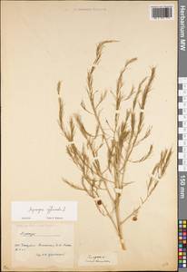 Asparagus officinalis L., Eastern Europe, Moldova (E13a) (Moldova)