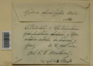 Campylium chrysophyllum (Brid.) Lange, Bryophytes, Bryophytes - Middle Russia (B6) (Russia)