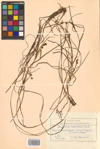 Sparganium hyperboreum Laest. ex Beurl., Siberia, Chukotka & Kamchatka (S7) (Russia)