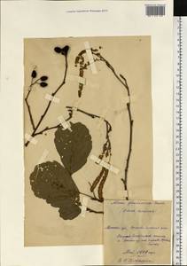 Alnus glutinosa (L.) Gaertn., Eastern Europe, Moscow region (E4a) (Russia)