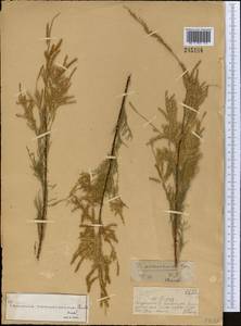 Tamarix arceuthoides Bunge, Middle Asia, Muyunkumy, Balkhash & Betpak-Dala (M9) (Kazakhstan)