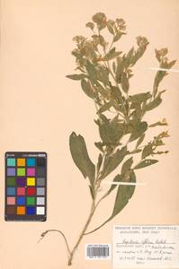 Lepidium affine Ledeb., Siberia, Russian Far East (S6) (Russia)