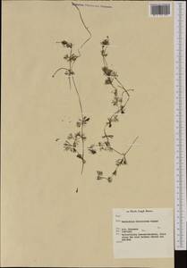 Ranunculus circinatus Sibth., Western Europe (EUR) (Netherlands)