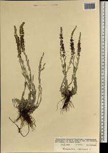 Veronica incana L., Mongolia (MONG) (Mongolia)