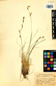 Carex pediformis C.A.Mey., Siberia, Baikal & Transbaikal region (S4) (Russia)