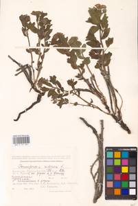 Tournefortia sibirica L., Middle Asia, Caspian Ustyurt & Northern Aralia (M8) (Kazakhstan)