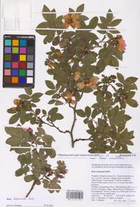 Rosa balsamica Besser, Eastern Europe, South Ukrainian region (E12) (Ukraine)