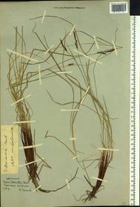 Carex cespitosa var. minuta (Franch.) Kük., Siberia, Yakutia (S5) (Russia)