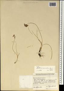 Allium prostratum Trevir., Mongolia (MONG) (Mongolia)