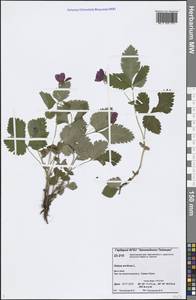 Rubus arcticus L., Siberia, Central Siberia (S3) (Russia)