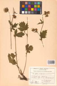 Geum rivale L., Eastern Europe, North-Western region (E2) (Russia)