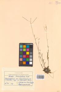 Arabidopsis lyrata subsp. kamchatica (Fisch. ex DC.) O'Kane & Al-Shehbaz, Siberia, Chukotka & Kamchatka (S7) (Russia)