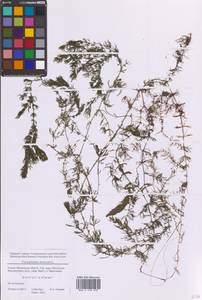 Ceratophyllum demersum L., Eastern Europe, Moscow region (E4a) (Russia)