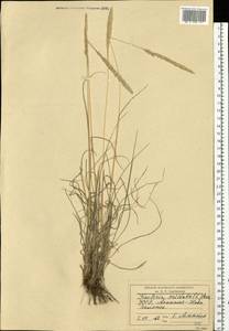 Koeleria pyramidata (Lam.) P.Beauv., Eastern Europe, South Ukrainian region (E12) (Ukraine)