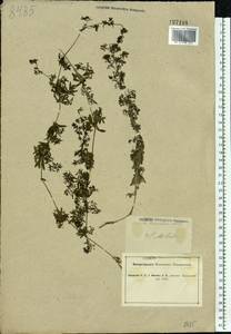 Galium humifusum M.Bieb., Eastern Europe, South Ukrainian region (E12) (Ukraine)