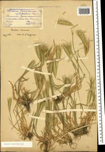 Hordeum murinum subsp. leporinum (Link) Arcang., Caucasus, Dagestan (K2) (Russia)