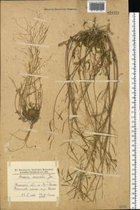 Diplotaxis muralis (L.) DC., Eastern Europe, South Ukrainian region (E12) (Ukraine)