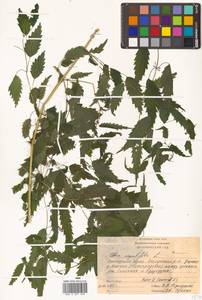 Urtica dioica var. holosericea Fr., Siberia, Russian Far East (S6) (Russia)