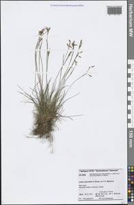 Carex capillaris subsp. fuscidula (V.I.Krecz. ex T.V.Egorova) Á.Löve & D.Löve, Siberia, Central Siberia (S3) (Russia)