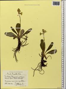 Primula ruprechtii Kusnezowa ex Lipsky, Caucasus, Stavropol Krai, Karachay-Cherkessia & Kabardino-Balkaria (K1b) (Russia)