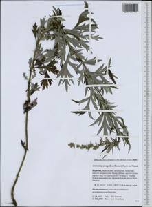 Artemisia mongolica (Fisch. ex Besser) Nakai, Siberia, Baikal & Transbaikal region (S4) (Russia)