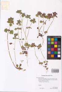 MHA 0 154 505, Lamium purpureum var. hybridum (Vill.) Vill., Eastern Europe, Central region (E4) (Russia)