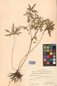 Geranium krameri Franch. & Sav., Siberia, Russian Far East (S6) (Russia)
