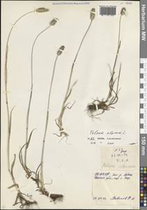 Phleum alpinum L., Caucasus, North Ossetia, Ingushetia & Chechnya (K1c) (Russia)