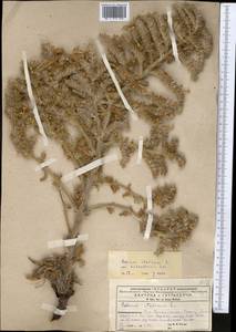Echium italicum, Middle Asia, Pamir & Pamiro-Alai (M2) (Uzbekistan)