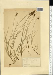 Blysmus compressus (L.) Panz. ex Link, Eastern Europe, Moscow region (E4a) (Russia)