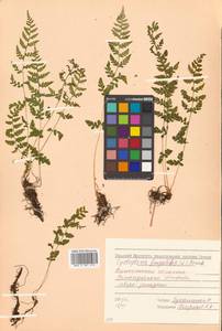 Cystopteris fragilis (L.) Bernh., Siberia, Chukotka & Kamchatka (S7) (Russia)