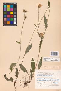 Hieracium lachenalii subsp. deductum (Sudre) Greuter, Eastern Europe, North-Western region (E2) (Russia)